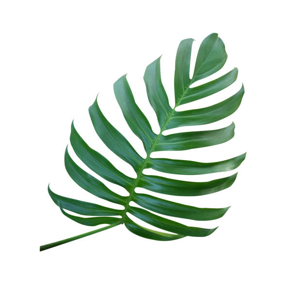 istock Monstera plant  leaf, the tropical evergreen vine isolated on white background, clipping path included 1058371078