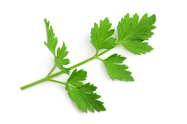 fresh parsley sprig - parsley imagens e fotografias de stock