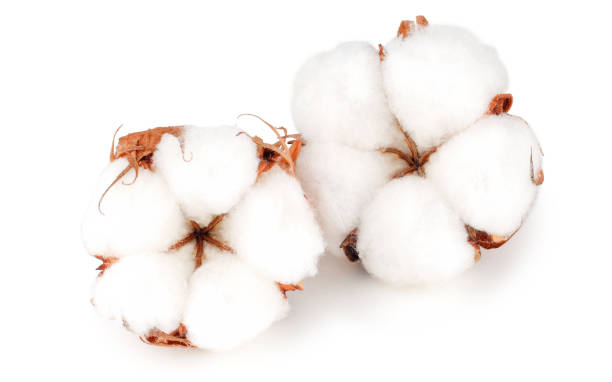 cotton betriebsblumen isoliert auf weißem hintergrund - cotton plant dry branch stock-fotos und bilder