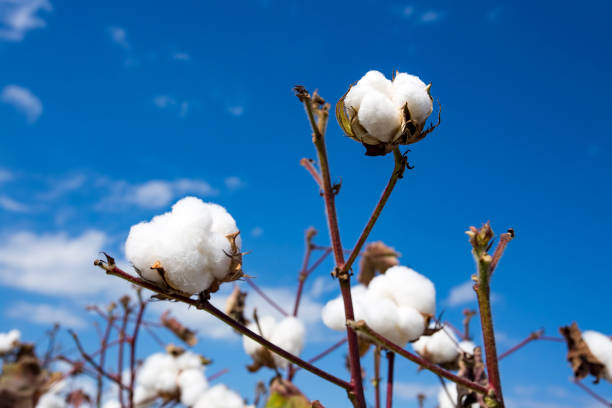 istock Cotton field agriculture, harvest (Turkey Izmir) 1058374972