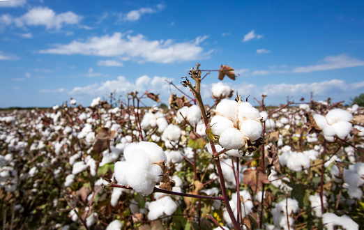 Cotton field agriculture, harvest (Turkey Izmir)