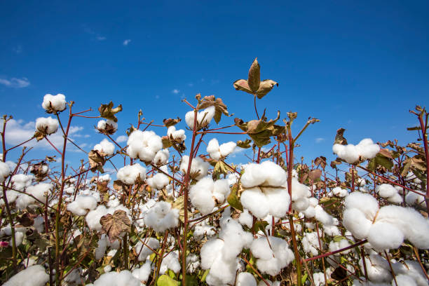 istock Cotton field agriculture, harvest (Turkey Izmir) 1058375100