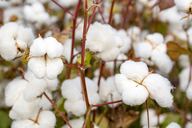 istock Cotton field agriculture, harvest (Turkey Izmir) 1058375134