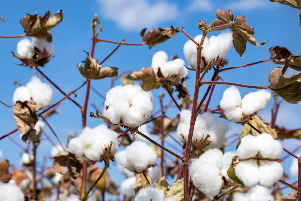 istock Cotton field agriculture, harvest (Turkey Izmir) 1058375190