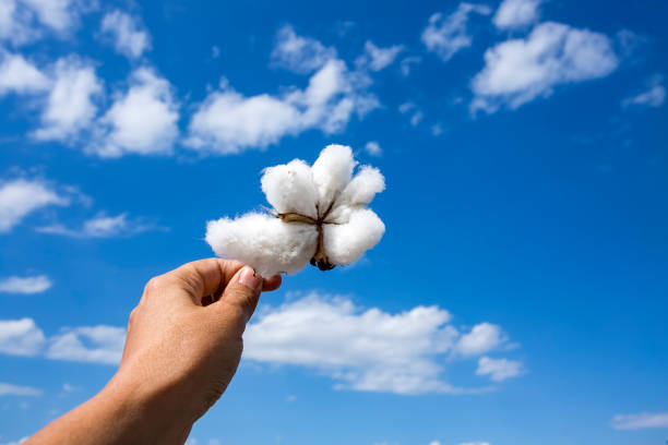 istock Cotton field agriculture, harvest (Turkey Izmir) 1058375220