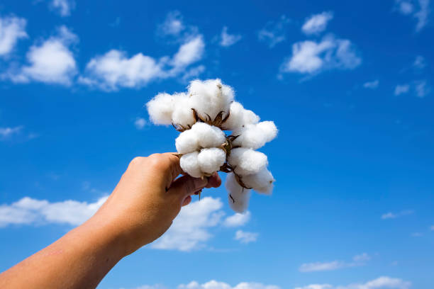 istock Cotton field agriculture, harvest (Turkey Izmir) 1058375226