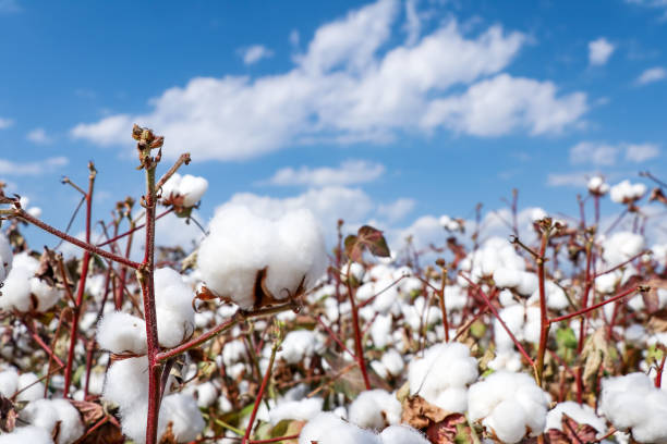 istock Cotton field agriculture, harvest (Turkey Izmir) 1058375354