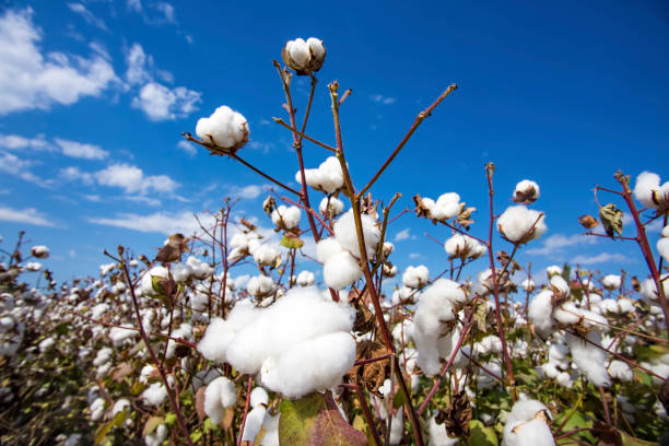 istock Cotton field agriculture, harvest (Turkey Izmir) 1058375360