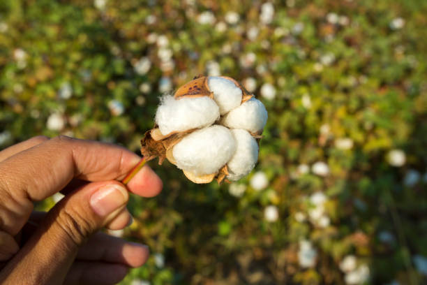 istock Cotton field agriculture, harvest (Turkey Izmir) 1058375532