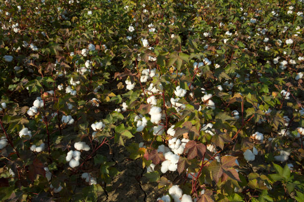 istock Cotton field agriculture, harvest (Turkey Izmir) 1058375534