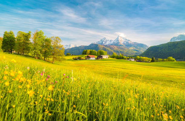 istock Idyllic landscape in the Alps with blooming meadows in springtime 1058375618