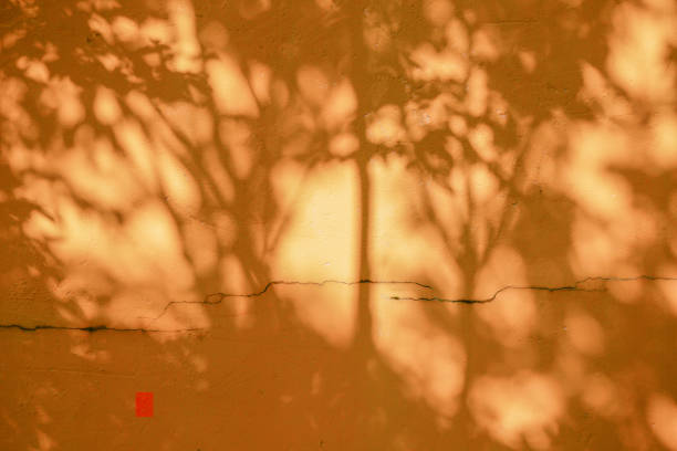 istock abstract background texture of shadows leaf on yellow concrete wall 1058376002