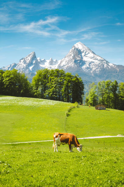 istock Idyllic summer landscape in the Alps with cow grazing 1058376152
