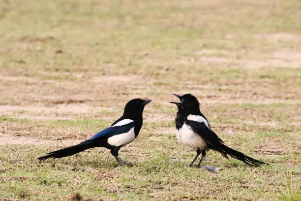 Photo of VH510 arguing of magpies