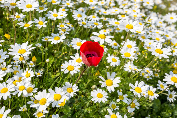 la colline avec les marguerites un paysage d’été joyeuse. domaine de la marguerite blanche. - 11160 photos et images de collection