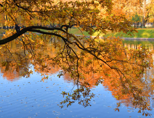 istock Branch over the water at autumn. 1058378120