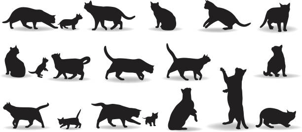 illustrazioni stock, clip art, cartoni animati e icone di tendenza di gatti - kitten white background domestic animals domestic cat