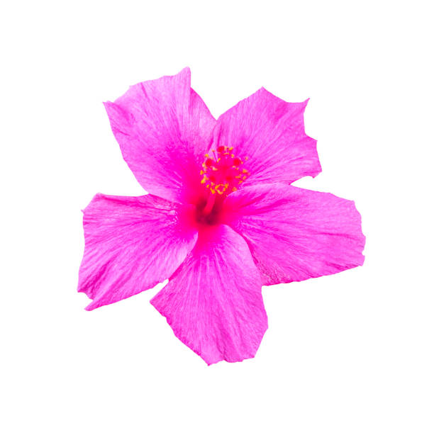 istock Pink hibiscus isolated on white 1058379222