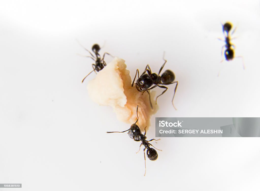 Ants at the kitchen. Black ants on a white background. Messor structor eats chicken Ant Stock Photo