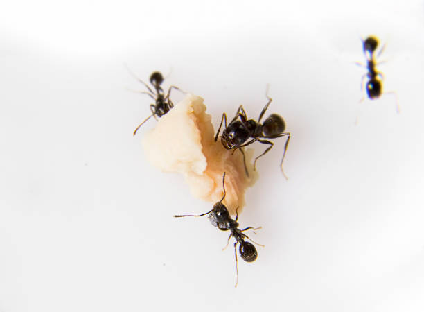 Ants at the kitchen. Black ants on a white background. Messor structor eats chicken Ants at the kitchen. Black ants on a white background. Messor structor eats chicken ant stock pictures, royalty-free photos & images