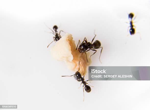 Ants At The Kitchen Black Ants On A White Background Messor Structor Eats Chicken Stock Photo - Download Image Now