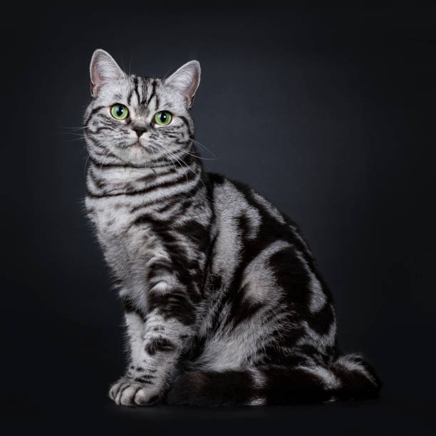 istock Expressive black silver tabby blotched British Shorthair cat sitting side ways, looking beside camera with green eyes, isolated on black background 1058381760