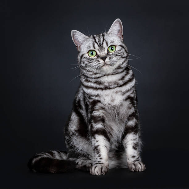 istock Expressive black silver tabby blotched British Shorthair cat sitting facing front, looking straight at camera with green eyes, isolated on black background 1058381772