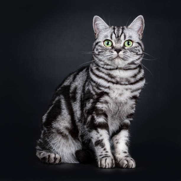 istock Expressive black silver tabby blotched British Shorthair cat sitting side ways, looking straight at camera with green eyes, isolated on black background 1058381794