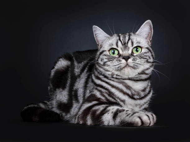 istock Expressive black silver tabby blotched British Shorthair cat laying down, looking above camera with green eyes, isolated on black background 1058381814