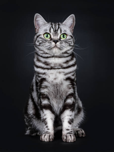 istock Expressive black silver tabby blotched British Shorthair cat sitting facing front, looking beside camera with green eyes, isolated on black background 1058381832
