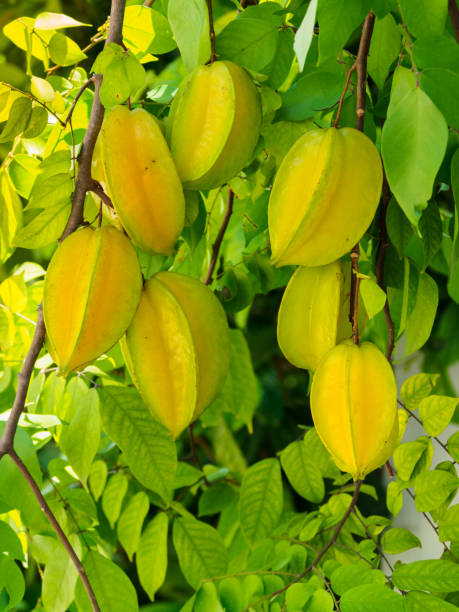 istock Star fruits hanging on the tree 1058384780