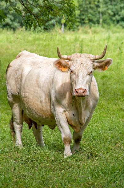 istock Charolais cow in pasture 1058388612