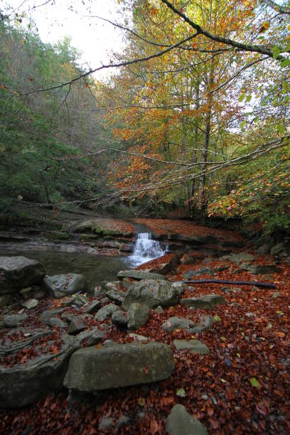 istock River in Casentino Forest 1058391842