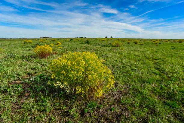 istock sunflowers landscape ,La Pampa Argentina 1058391908