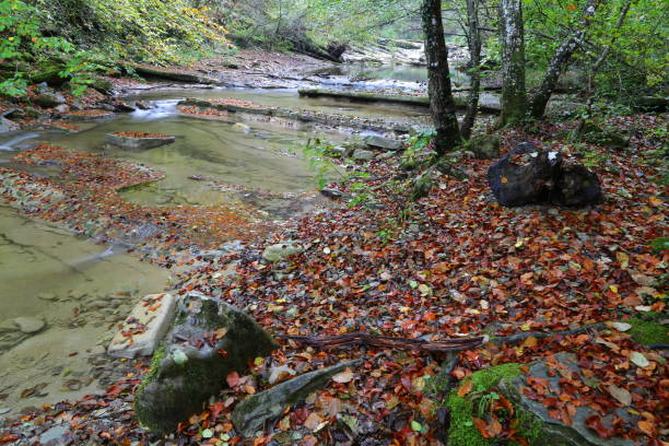 istock River in Casentino Forest 1058392234