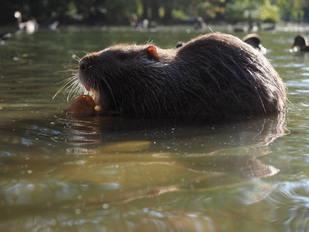 istock Myocastor coypus 1058392416