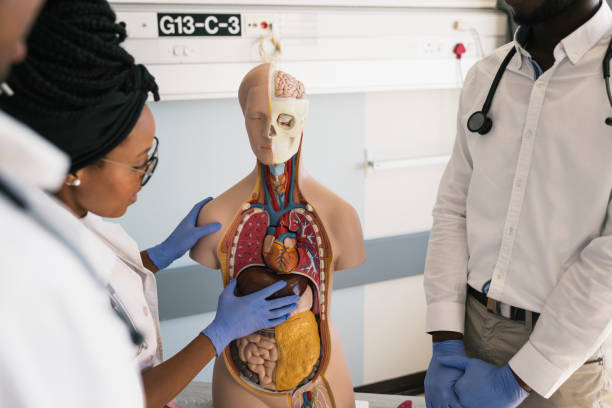 istock Young medical students working with training mannequin 1058393336