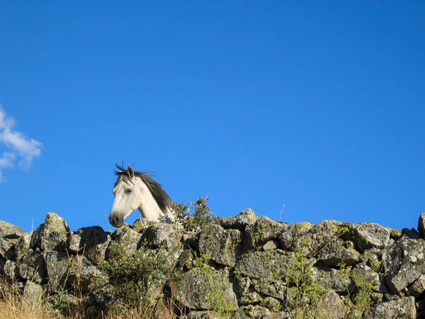 istock White horse looking over a stone fence 1058393454