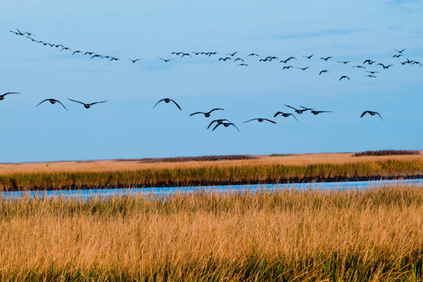 istock Canadian geese in flight over marsh against blue sky 1058393710