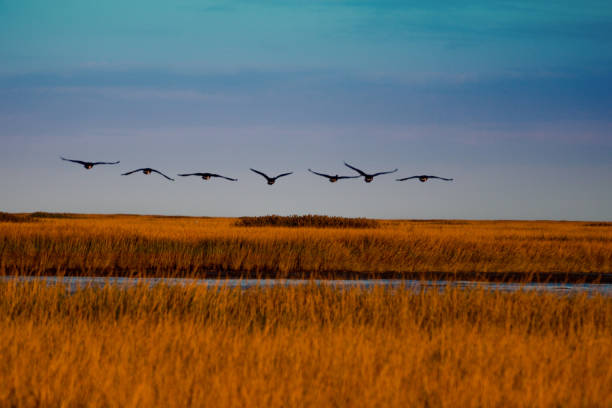 istock Canadian geese in flight over marsh against blue sky 1058393716