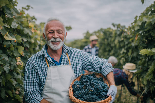 Senior man working at fruit plantation