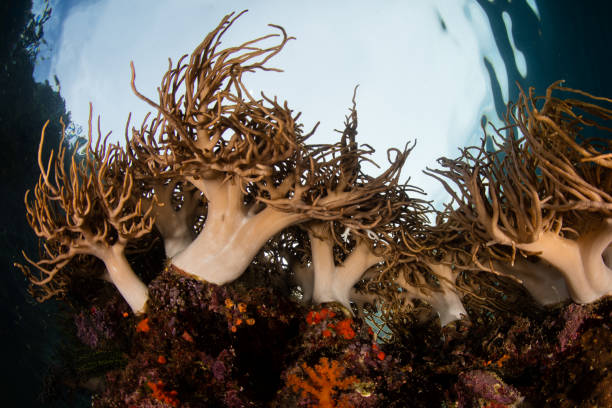 istock Soft Corals on Edge of Reef Drop Off in Raja Ampat 1058394276