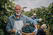 Farmer with basket full of grapes