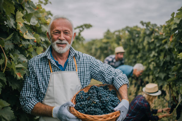 Farmer with basket full of grapes Older man working at vineyard winemaking photos stock pictures, royalty-free photos & images