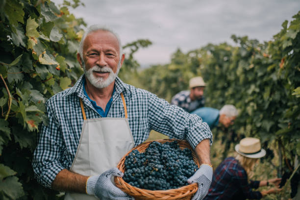 фермер с корзиной, полной винограда - winemaking стоковые фото и изображения