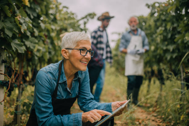 donna anziana che utilizza tablet digitale - winemaking grape harvesting crop foto e immagini stock