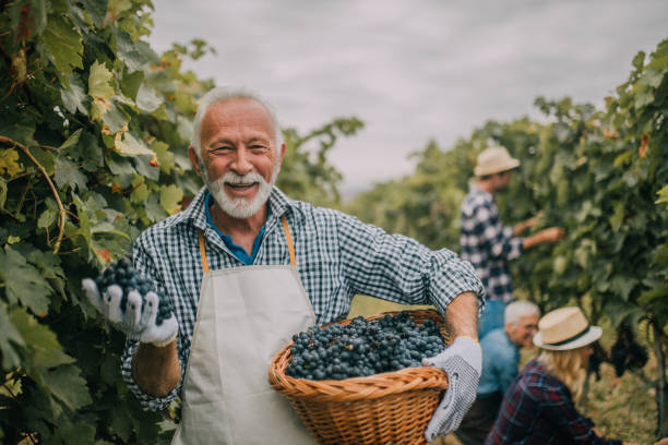 istock Smiling old man holding basket of fruit 1058394340