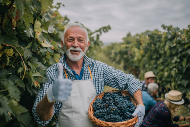 senior man w: vineyard - senior adult caucasian farmer grape harvesting zdjęcia i obrazy z banku zdjęć