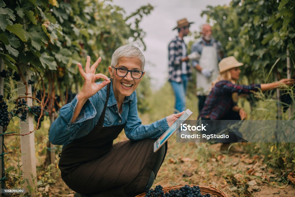 Glückliche alte Frau mit digital-Tablette am Weinberg - Lizenzfrei Weinbau Stock-Foto