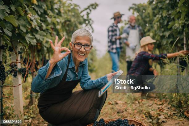Glückliche Alte Frau Mit Digitaltablette Am Weinberg Stockfoto und mehr Bilder von Weinbau